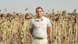 Возделывание подсолнечника на юге России