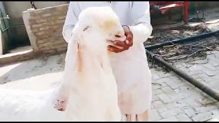 pure Rajanpure Breeders Bakra For sale in Muhammad pur Mandi |Bakra Sale point