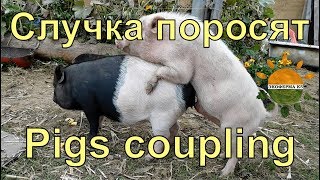 Случка поросят - экоферма "К5"