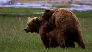 Alice's Bear Affair - Great Bear Stakeout - Episode 1 - BBC One