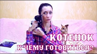 Котенок в доме! Какие трудности могут возникнуть в первые дни? The Alice Twins #41
