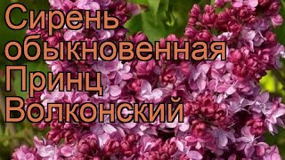 Сирень обыкновенная Принц Волконский ? обзор: как сажать, саженцы сирени Принц Волконский