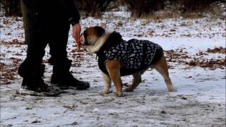 Дрессировка собак в Запорожье.SmartDog, Барни