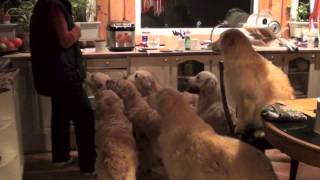 Goldens are different/Ретриверы очень разные