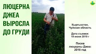 ЛЮЦЕРНА ДЖЕА ВЫРОСЛА ДО ГРУДИ В КЫРГЫЗСТАНЕ (19-06-2019)