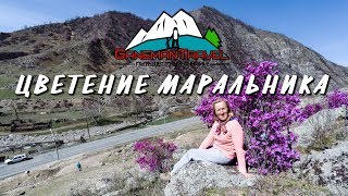 Цветение маральника