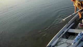 White Amur 15kg