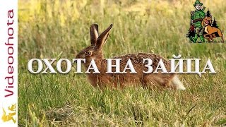 Охота на зайца!АВТОРСКАЯ стратегия - Videoohota