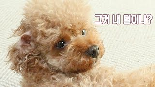 자기 털을 너무 사랑한 강아지? 푸들 달래의 일상?