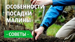 Особенности посадки малины