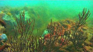 Spanish Rocks Buceo - scuba diving in Florida