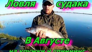 Судаки на кружки и спиннинг в августе.