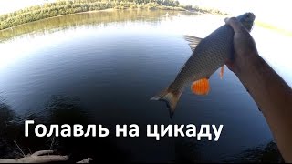 Голавль на цикаду