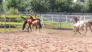 ООО "Ахалтекинец" Продажа лошадей ахалтекинской породы. LLC "Akhalteke" Horses for sale Akhal-Teke