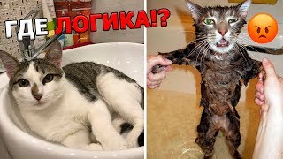 ЛЮТАЯ ЛОГИКА ДОМАШНИХ ЖИВОТНЫХ!????