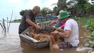 Phóng Sự Sông Nước Miệt Vườn: Ký Ức Sông Quê