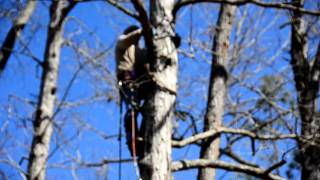 Tree Climber