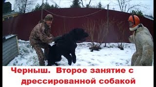 Черный терьер.  Защита хозяина, охрана территории. Второе занятие