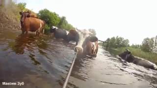 ФАРТОВЫЙ ПОДВОХ:)).Подводная охота на больших и малых реках.
