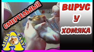 Хомяк заболел? смертельным вирусом? / СПАСЕНИЕ ХОМКИ /Коронавирус ИЛИ ПНЕВМОНИЯ ? / Alisa Easy Pets