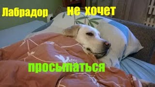 Лабрадор приколы с животными.  Кот будит лабрадора .Собака и кот в квартире. Cat and dog friends