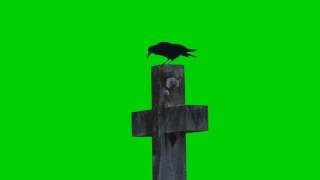 Crow on Cross (real) HD Green Screen