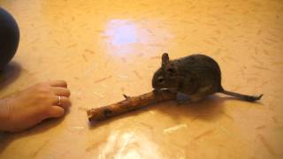 Degu Has Got The Power!