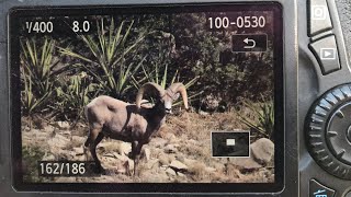 DESERT BIGHORN SHEEP HUNT "ROUND ONE”