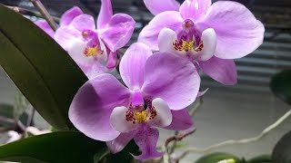 Phalaenopsis schilleriana, Dinema polybulbon