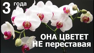ОРХИДЕЯ цветет ТРИ года ПОДРЯД, это фаленопсис Ред Лип (Phalaenopsis Red Lip)