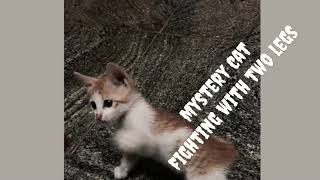 Mystery Cat fighting on two legs | Funny kitten