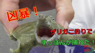 ザリガニ釣りですっぽんが捕れた！