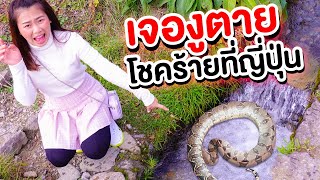 เจองูตาย จะเกิดโชคร้าย เอาตัวรอดที่ญี่ปุ่น