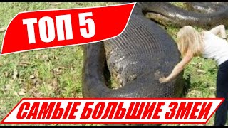 Самые большие ЗМЕИ в мире!!! ТОП 5