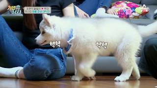 더위에 지친 뚜이를 위한 ★개터파크★ 개장! 세상 귀여운 물장구! | 개밥주는남자