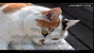 Cat pictures and happy sounds, Cats Meow - cat picture