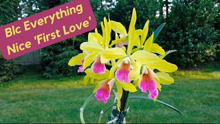 Blc Everything Nice 'First Love' | Hobby Bobby
