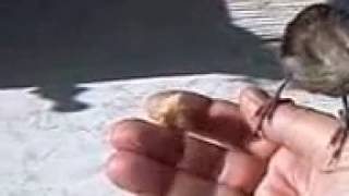 Ручной воробей