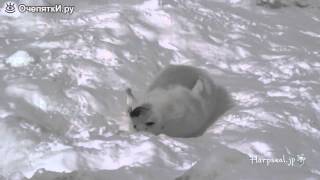 Трогательный морской котик
