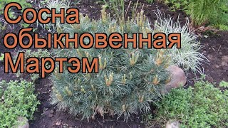 Сосна обыкновенная Мартэм (pinus sylvestris martham) ? обзор: как сажать, саженцы сосны Мартэм