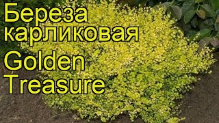 Береза карликовая Голден Треже. Краткий обзор, описание характеристик betula nana Golden Treasure