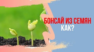 Выращивание Бонсай из семян. Бонсай с самого начала. Посадка семян