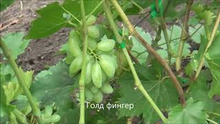 Голд фингер
