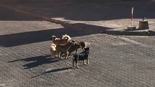 Perros en calles de Girón