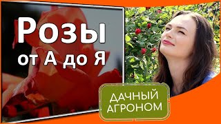 Розы от А до Я: Главное правило обрезки роз / Удобрения для роз /Защита роз от болезней и вредителей