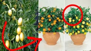 XONADA LIMON YETISHTIRISHNING ODDIY USULI