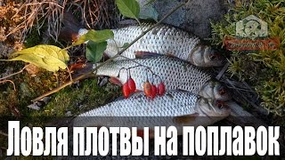 Ловля плотвы на поплавок осенью на вдхр: Рыболовный дневник