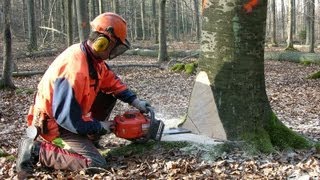 Sustainable Forestry, Hesse State Forest Enterprise