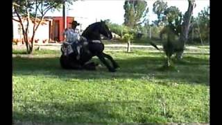 caballos bailadores leon guanajuato