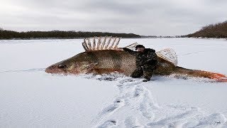 В ПОИСКАХ АСТРАХАНСКОГО СВИНООКУНЯ!